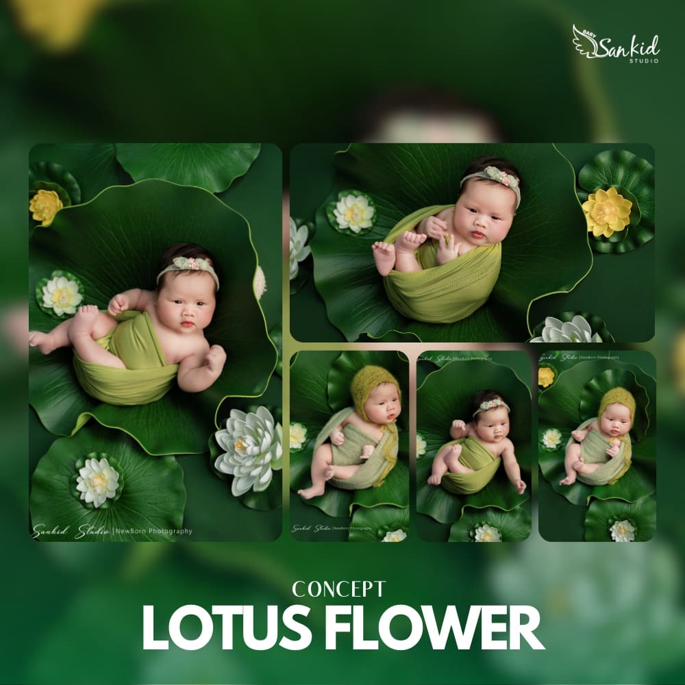 concept lottus flower 1